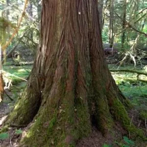 Questa immagine mostra una scena paesaggistica suggestiva un antico tronco di Redcedar che emerge dalla terra, circondato da un boschetto di sequoie e faggi, con un tocco di muschio e felce Una vera e propria oasi di vegetazione che ricorda lincredibile meraviglia della natura