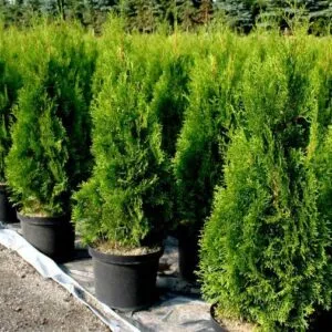 Questa magnifica immagine ritrae una Thuja Occidentale, una pianta a conifera che può essere utilizzata come fioritura per una recinzione o una siepe La vegetazione è inoltre adatta anche come pianta da vaso, con i suoi fiori bianchi che aggiungono un tocco di raffinatezza al tuo giardino