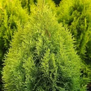 Unimmagine che ritrae una splendida thuja occidentale, una pianta verde dalle foglie profumate e dai rami ricurvi Un cespuglio di GreenPianta che cresce lussureggiante in mezzo alla rigogliosa vegetazione, con i suoi rami che si estendono verso il cielo come un albero di speranza Una meraviglia della natura, che ci regala la sua bellezza e la sua tonalità di verde