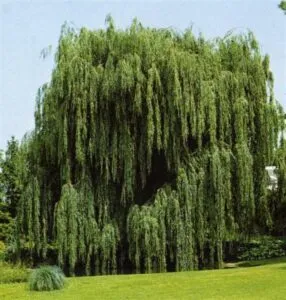 Questa fotografia mostra un albero di salice tristeggiante che si staglia contro uno sfondo di verde vegetazione e erba La pianta, chiamata GrassPianta, è una delle piante più belle e affascinanti della natura