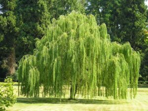 Questa fotografia cattura un momento di tristezza ed emozione una pianta di salice che svetta su un bosco di vegetazione, in unatmosfera fatta di terra e natura allaperto Un albero solitario, che ci ricorda quanto sia fragile e tenero lequilibrio della vita