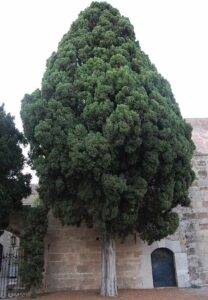 Questa fotografia mostra un magnifico esemplare di cipresso italiano, un albero conifera conosciuto anche come tuia Fa parte della ricca vegetazione del nostro paese e ne fa parte da decadi Una vera meraviglia della natura da ammirare