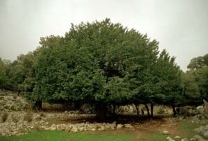 Questa immagine mostra un albero taiwanese, una FernPianta, una selezione di vegetazione e conifere, tra cui tassi, cespugli e felci Una scena bucolica di un bosco che racconta la bellezza della natura