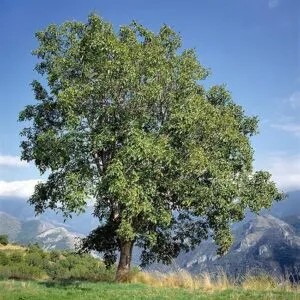 Una fotografia di un tronco dalbero in cui sono visibili noce comune, quercia, faggio, albero e vegetazione una scena naturale ricca di legno e bellezza