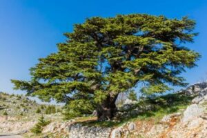 Un albero taiwanese che rappresenta la bellezza e la versatilità della natura un tasso, un pino, una quercia, un tiglio e una conifera in un unico tronco dalbero contenuto in un vaso UnOakPianta da ammirare
