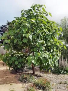 Questa fotografia mostra un cortile con una splendida pianta di paulownia in vaso, un albero dalle foglie grandi e dalla forma rotonda Accanto alla pianta di paulownia cè anche una quercia e un tiglio, offrendo unatmosfera di vegetazione lussureggiante Una bella aggiunta al tuo spazio esterno!