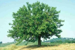 Soumei, una combinazione di piante di WeedQuercia, Tiglio e altri alberi e vegetazione, formano un paesaggio ricco di erbacce