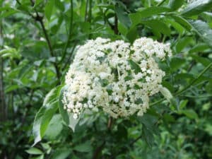Una fotografia di una pianta di sambuco nero appartenente alla famiglia Apiaceae Una ricca vegetazione di erbe e foglie circonda i suoi splendidi fiori bianchi Unimmagine che rappresenta la bellezza della natura