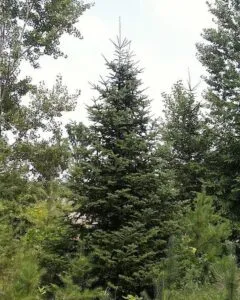 Questa foto mostra una scena idilliaca in cui un albero di abete balsamico si staglia contro un paesaggio di verdi conifere e vegetazione lussureggiante Una visione perfetta per chi ama la bellezza della natura