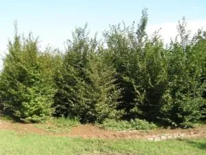 Questa immagine ritrae un albero bianco con una grande chioma verde e frondosa La vegetazione intorno allalbero include una varietà di cespugli e alberi Unideale pianta da giardino per la vostra casa
