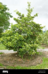 Unimmagine che rappresenta una vegetazione mista con alberi di conifere e decidui, dove è possibile vedere una varietà di frutti esotici, come un cibo ricco di prodotti naturali che si possono trovare in un bosco