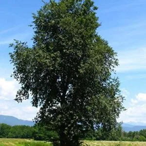 Questa foto ritrae un olmo comune, una delle piante che fa parte della vegetazione della quercia e del sicomoro Un albero dal tronco imponente, con la sua chioma verde che si estende come una grande coperta, fanno di questa pianta uno dei più antichi alberi della nostra terra