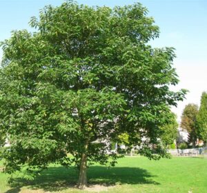 Questa fotografia mostra un incantevole bianco gelso, un albero con un tronco robusto che si erge tra un folto boschetto di vegetazione Lerba verde e laria fresca dellaperto circondano lalbero, creando unatmosfera intima e magica nel bosco