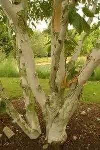 Questa foto mostra una vista mozzafiato di una foresta di betulle del Kashmir, con una varietà di alberi tra cui quercia, sicomoro e vegetazione lussureggiante che circonda larea Una betulla si erge al centro di questa scena, offrendo una visione di purezza e di pace allaperto