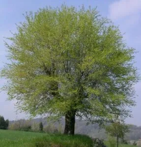 Questa immagine mostra un magnifico paesaggio naturale composto da un olmo montano, una quercia, un tiglio, un salice e un cespuglio Tutta la vegetazione si incontra in uno splendido contesto montano, creando uno scenario di grande bellezza