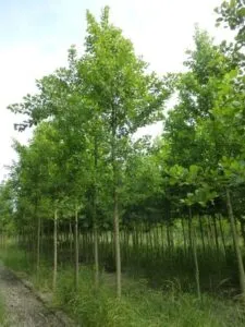Questa incantevole immagine ci mostra lAlbero della Vita come rappresentato da una foresta di varie piante, tra cui quercie, tigli e altre aree verdi Una vegetazione lussureggiante ricopre una radura in una foresta idilliaca, rendendo visibile la magia della natura intorno a noi