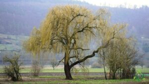 Un salice nero che spunta tra la vegetazione verde del bosco, un albero che emerge dalla macchia derba e si staglia allesterno uno scorcio suggestivo della natura
