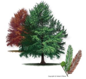Questa immagine ritrae una scena di una foresta ricca di vegetazione, con alberi di conifere come il Calvo Cipresso, lo Spruce, il Pino, lAbete e il Tasso, tra cui spicca un grande Abete Rosso