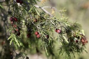 Un ginepro rosso in mezzo alla vegetazione, tra alberi conifere come abete, pino e larice Unimmagine che rappresenta la natura e la ricchezza delle verdure che ci offre