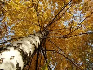 Questa immagine mostra una betulla gialla che si staglia contro uno sfondo di piante di pino, creando una scena di vegetazione idilliaca La betulla gialla si distingue tra gli alberi, offrendo un tocco di colore in un paesaggio altrimenti monocromatico