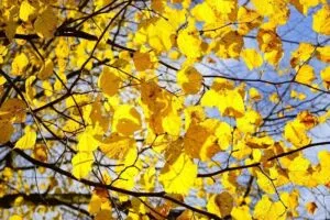 Questa fotografia mostra una scena di straordinaria bellezza un albero di tiglio che si erge maestoso su uno sfondo di vegetazione ricca di foglie di acero Una immagine che rievoca uno dei doni più significativi della natura la vita delle piante