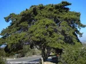 Questa immagine mostra una vista mozzafiato della vegetazione coniifera della Monterey Cypress, con alberi come Cedar, Taxus, Pino, Quercia, Acero Platano e Cipresso che si estendono allorizzonte Gli alberi di conifere sono una caratteristica chiave della regione, offrendo una splendida vista panoramica