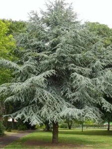Questa foto mostra un albero di cedro dellAtlantico con una conifera, un pino, sullo sfondo La vegetazione circostante è caratterizzata da abeti e pini, creando unatmosfera magica