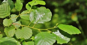 Un magnifico albero ontano nero dona rifugio alla fitta vegetazione Allombra di questo albero, appartenente alla famiglia Annonaceae, sbocciano molteplici fiori Sotto lalbero, una mela cade da un ramo di quercia, mentre un sicomoro si erge sullo sfondo con la sua foglia apple