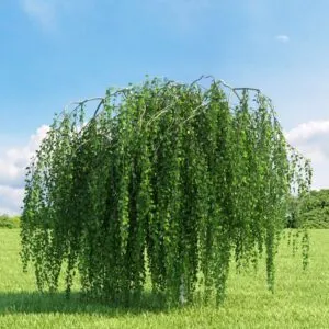 Questa immagine mostra la bellezza della natura in una scena di vegetazione composta da una betulla Youngii, un salice e un acero Maple Goditi questo spettacolo di alberi e piante che si uniscono per creare unatmosfera di pace e armonia