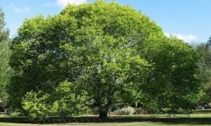 Questa immagine mostra una scena di un bosco con una varietà di alberi, cespugli e arbusti In primo piano è visibile un olmo comune, un cespuglio di conifera, un arbusto e una quercia Vi è anche una grande varietà di piante verdi come un acero, una conifera, una shrub e altre piante e vegetazione che crescono allesterno