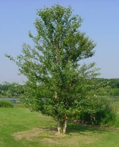 Questa foto mostra una vista aerea di un albero fluviale con una varietà di ricca vegetazione Tra le varie specie vi è una Quercia, una Betulla, un Tiglio, unHerbPianta e unErba Un bellissimo esempio di come la natura possa coesistere in armonia