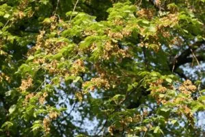 Questa foto ritrae un olmo siberiano, una delle più belle piante della vegetazione Le foglie ricordano quelle della quercia, mentre le infiorescenze ricordano quelle del sicomoro Unimmagine incantevole che mostra la bellezza della natura e lincredibile varietà che le piante offrono