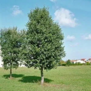 Una scena di una natura rigogliosa con alberi, cespugli e un manto di erba verde leccio sotto un cielo azzurro, il tutto sotto una piacevole vegetazione