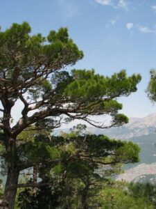 Un pino nero, un cipresso, un albero con un tronco scuro e una verde GreenPianta circondano una scena di lussureggiante vegetazione unimmagine che evoca larmonia della natura