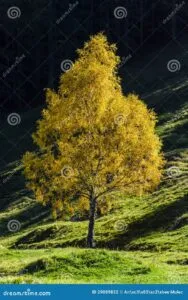 Questa immagine mostra una betulla gialla in un ambiente ricco di vegetazione, con una piccola pianta di Bush, un albero di acero, una quercia, un tiglio e un cespuglio Una bella scena di alberi e erbe che conferisce allimmagine unatmosfera di pace e serenità