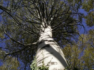 Questa foto mostra una vista di un bosco incantevole, dove una persona è in piedi sotto lombra di un grande tronco di un albero di betulla La vegetazione intorno è costituita principalmente da alberi di pioppo tremulo e alcune altre piante È una scena incantevole della natura, allaperto, che invita alla contemplazione e al relax