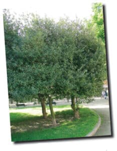 Scopri la bellezza della natura! Ammira i colori vivaci del fogliame verde della foresta, dellalbero, della vegetazione e del boschetto Esplora la lussureggiante erba del cortile, il robusto tronco dellalbero e il suggestivo parco Entra nella foresta e lasciati incantare dai suoni e dai profumi della natura