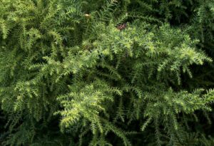 Un albero tasso giapponese, con una rigogliosa vegetazione di conifere che si fondono con il muschio e la tuia Una pianta che invita a contemplarne la bellezza e la serenità