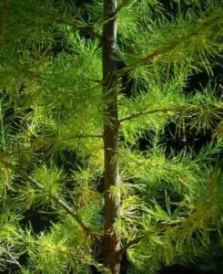 Questa foto mostra una meravigliosa vista di una conifera, un albero di larice europeo, chiamato anche Pino, che è parte di una lussureggiante vegetazione allaperto, come se fosse un bosco verdeggiante di GreenPianta