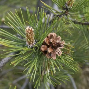 Questa immagine mostra una pianta conifera di pino nero, una varietà di abete È un albero con una forma unica e frutti a forma di ananas Un prodotto naturale che cresce allo stato selvatico, noto anche come pino silvestre