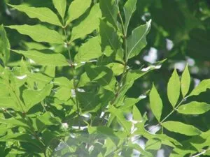 Un frassino bianco svetta tra la vegetazione circostante La sua chioma verde e le foglie ricoperte di fiori rendono questo albero uno degli elementi più belli della natura
