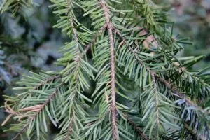 Questa immagine ritrae un abete normanno, un albero appartenente alla famiglia delle conifere Laureato tra le piante più grandi e resistenti, labete normanno è una delle specie più diffuse tra la vegetazione