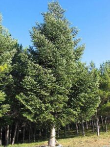 Questa immagine ritrae un albero di Natale, una pianta di conifere appartenente alla famiglia delle Pinaceae La vegetazione di questo albero è caratterizzata da aghi di abete che lo rendono una magnifica aggiunta al paesaggio natalizio