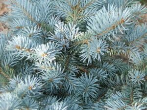 Questa foto mostra unimponente Colorado Spruce, una pianta conifera appartenente alla famiglia delle Abietacee, che prospera tra la vegetazione circostante Un albero di pino che cresce con forza e porta con sé lessenza della natura