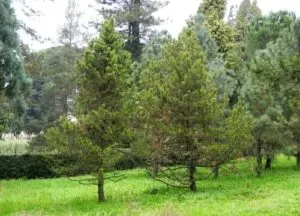 Questa immagine ritrae un pino contorto, un albero della famiglia delle conifere, come labete e il pino È una pianta tipica della vegetazione montana, ma oggi è presente anche in altri ambienti