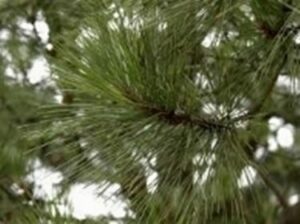 Questa immagine mostra un pino di Monterey, un tipo di albero conifera, circondato dalla rigogliosa vegetazione In primo piano vediamo un topo che si arrampica lungo il tronco dellabete, per poi scomparire tra le fronde Unimmagine che rappresenta la bellezza della natura