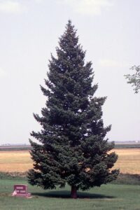 Labete Douglas è un albero conifero dalle caratteristiche uniche È una pianta dalle foglie verdi aghiformi che offre una vista suggestiva a chiunque ammiri la sua bellezza