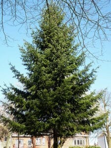 Questa immagine mostra un esemplare di Abete Henderson, una conifera appartenente alla famiglia dei Cedri Un albero dal portamento regolare, con foglie di colore verde intenso, che rappresenta una delle specie di abete più apprezzate