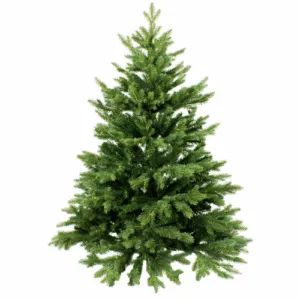 Labete Henderson è un albero di pino conifera, spesso usato come simbolo di Natale Il suo aspetto decorativo lo rende ideale per le vacanze di Natale e per le decorazioni natalizie Il suo uso durante il festival delle vacanze ha reso labete Henderson uno degli alberi di Natale più popolari