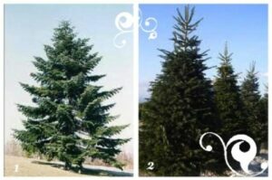 Una foto di una pianta di Abete Henderson, una specie di conifera appartenente alla famiglia dei Pinus Un albero dalle foglie aghiformi che cresce in zone con climi temperati